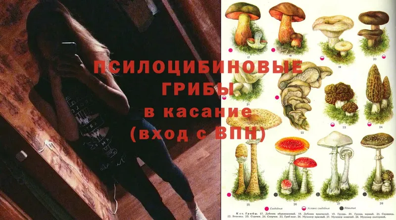 где можно купить   Семикаракорск  Псилоцибиновые грибы Cubensis 